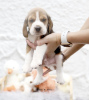 Foto №2 zu Ankündigung № 99469 zu verkaufen beagle - einkaufen Deutschland quotient 	ankündigung, vom kindergarten, aus dem tierheim