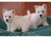 Foto №1. west highland white terrier - zum Verkauf in der Stadt Амстердам | verhandelt | Ankündigung № 108249