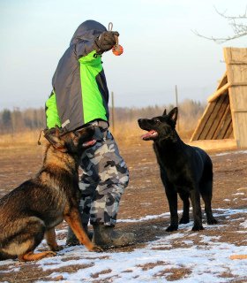 Foto №4. Ich werde verkaufen deutscher schäferhund in der Stadt Москва. vom kindergarten, züchter - preis - verhandelt