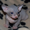 Foto №1. sphynx-katze - zum Verkauf in der Stadt Berlin | 142€ | Ankündigung № 97590