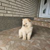 Foto №2 zu Ankündigung № 110766 zu verkaufen chow-chow - einkaufen Serbien quotient 	ankündigung