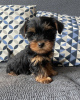 Foto №4. Ich werde verkaufen yorkshire terrier in der Stadt Berlin. quotient 	ankündigung - preis - 3€