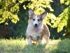 Foto №3. Schöner walisischer Corgi-Welpe - Bobtail. Ukraine