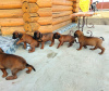 Foto №2 zu Ankündigung № 10171 zu verkaufen bayerischer gebirgsschweißhund - einkaufen Weißrussland vom kindergarten