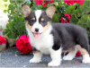 Foto №2 zu Ankündigung № 124797 zu verkaufen welsh corgi - einkaufen Österreich 