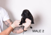 Foto №3. Pocket Micro American Bully Welpen. Serbien