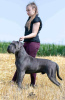 Foto №2 zu Ankündigung № 91607 zu verkaufen cane corso italiano - einkaufen Serbien 