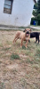 Zusätzliche Fotos: Boerboel-South African Mastiff