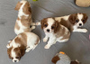 Foto №1. cavalier king charles spaniel - zum Verkauf in der Stadt Tampa | 379€ | Ankündigung № 102271