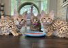 Foto №3. Красивые котята Serval und F1 Savannah доступны для покупки. Lettland