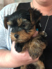 Foto №4. Ich werde verkaufen yorkshire terrier in der Stadt Quickborn. quotient 	ankündigung, züchter - preis - 380€