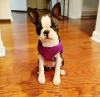 Foto №1. boston terrier - zum Verkauf in der Stadt Phoenix | 379€ | Ankündigung № 112407