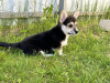 Foto №2 zu Ankündigung № 103888 zu verkaufen welsh corgi - einkaufen Italien quotient 	ankündigung