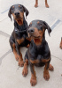 Foto №3. Doberman puppies. Serbien