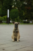 Foto №2 zu Ankündigung № 106776 zu verkaufen mischlingshund - einkaufen Russische Föderation quotient 	ankündigung