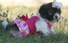 Foto №1. shih tzu - zum Verkauf in der Stadt Bonn | Frei | Ankündigung № 36388