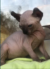 Foto №4. Ich werde verkaufen sphynx-katze in der Stadt Альбервиль. züchter - preis - verhandelt