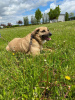 Zusätzliche Fotos: Wunderschöner Hund Era in guten Händen