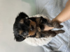 Foto №1. yorkshire terrier - zum Verkauf in der Stadt Bat Yam | 900€ | Ankündigung № 63860