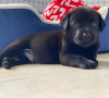 Foto №1. labrador retriever - zum Verkauf in der Stadt Hurstville | 284€ | Ankündigung № 120850