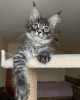 Foto №3. Mainecoon-Kätzchen zur kostenlosen Adoption. Deutschland