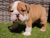 Foto №1. englische bulldogge - zum Verkauf in der Stadt Esti | 350€ | Ankündigung № 76984