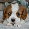 Foto №2 zu Ankündigung № 45808 zu verkaufen cavalier king charles spaniel - einkaufen USA quotient 	ankündigung