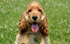 Foto №2 zu Ankündigung № 109102 zu verkaufen english cocker spaniel - einkaufen Deutschland quotient 	ankündigung