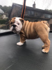 Foto №4. Ich werde verkaufen englische bulldogge in der Stadt Марибо. züchter - preis - 350€