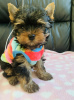 Foto №2 zu Ankündigung № 103527 zu verkaufen yorkshire terrier - einkaufen Deutschland quotient 	ankündigung