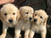 Foto №2 zu Ankündigung № 116021 zu verkaufen golden retriever - einkaufen Deutschland quotient 	ankündigung