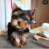 Foto №2 zu Ankündigung № 112297 zu verkaufen yorkshire terrier - einkaufen Bolivien quotient 	ankündigung