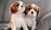 Foto №1. cavalier king charles spaniel - zum Verkauf in der Stadt Лентварис | 450€ | Ankündigung № 116176