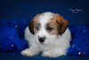 Foto №3. Jack Russell Terrier Welpe. Russische Föderation