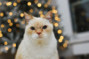 Zusätzliche Fotos: Die bezaubernde weiße Katze Donut sucht ein Zuhause und eine liebevolle Familie!