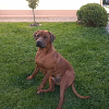 Foto №4. Ich werde verkaufen rhodesian ridgeback in der Stadt Janopol. züchter - preis - 500€