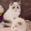 Zusätzliche Fotos: Gccf-registriert Ragdoll-Kätzchen mit vollem Stammbaum