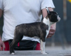 Foto №1. boston terrier - zum Verkauf in der Stadt Belgrad | verhandelt | Ankündigung № 111237