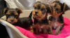 Foto №2 zu Ankündigung № 73995 zu verkaufen yorkshire terrier - einkaufen Deutschland quotient 	ankündigung