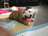 Foto №3. Erschwingliche geimpfte Englische Bulldogge ist jetzt zum Verkauf verfügbar. Deutschland