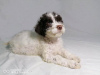 Foto №2 zu Ankündigung № 79530 zu verkaufen lagotto romagnolo - einkaufen Serbien 