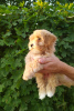 Foto №1. mischlingshund - zum Verkauf in der Stadt Minsk | 821€ | Ankündigung № 53253