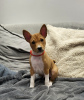 Foto №2 zu Ankündigung № 90927 zu verkaufen basenji - einkaufen Polen züchter