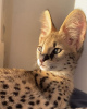 Foto №3. Trainiere eine afrikanische Servalkatze zum Verkauf und eine Savannah-Katze zur. Österreich