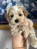 Foto №3. Maltipoo-Welpen f-1. Russische Föderation