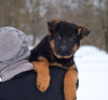 Foto №1. deutscher schäferhund - zum Verkauf in der Stadt Kharkov | 676€ | Ankündigung № 17869