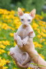 Foto №2 zu Ankündigung № 11479 zu verkaufen sphynx cat - einkaufen Weißrussland vom kindergarten, züchter