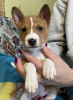 Foto №4. Ich werde verkaufen basenji in der Stadt Riga. züchter - preis - 1100€