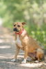 Zusätzliche Fotos: Close-Breed Staffordshire Terrier Hündin Eva
