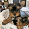 Foto №3. Kaufen Sie jetzt Ihre wunderschönen, geimpften Yorkshire Terrier-Welpen für ein. Niederlande